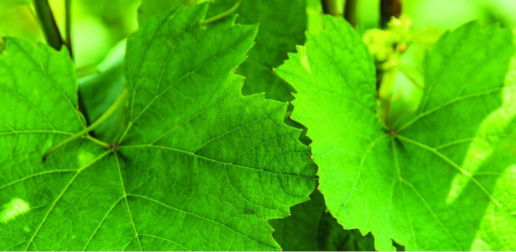 Vigneti piemontesi sostenibili, Bottiglie di vino con imballaggi riciclati